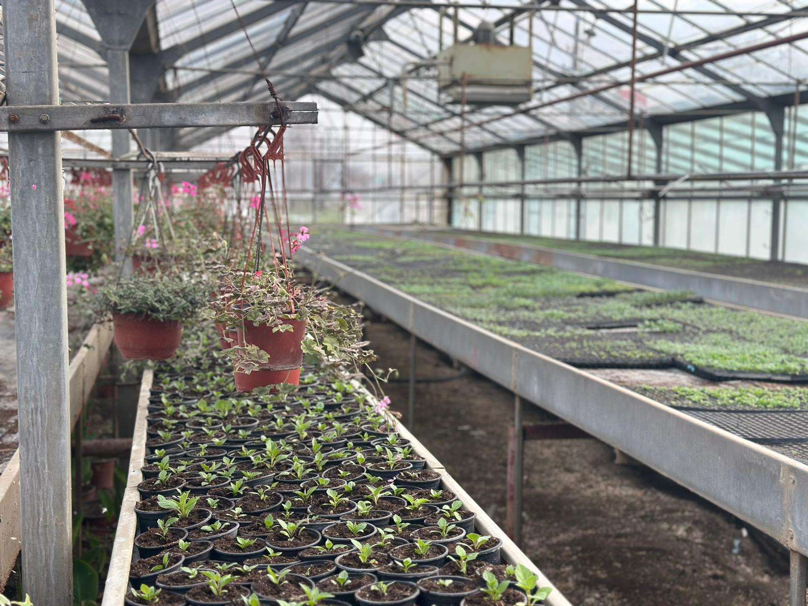 JKP”Gradsko zelenilo”započelo prolećnu setvu:Čačak će zablistati novim cvećem